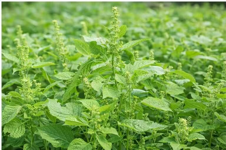 perilla plant natural source of omega-3